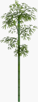 BNJ_Bamboo_02