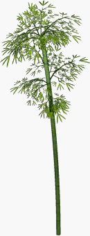 BNJ_Bamboo_02