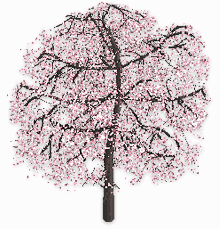bnj_sakura01.gif