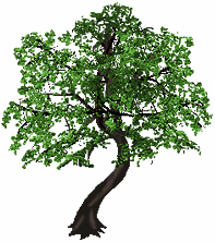 bnjmapletrees01.gif