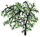 bnjminimapletrees01.gif